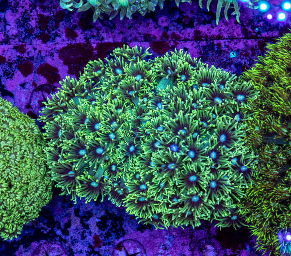 Goniopora (Wild)