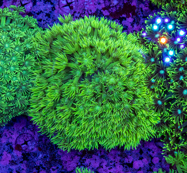 Goniopora (Wild)