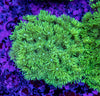 Goniopora (Wild)