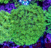 Goniopora (Wild)