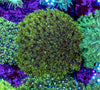 Goniopora (Wild)