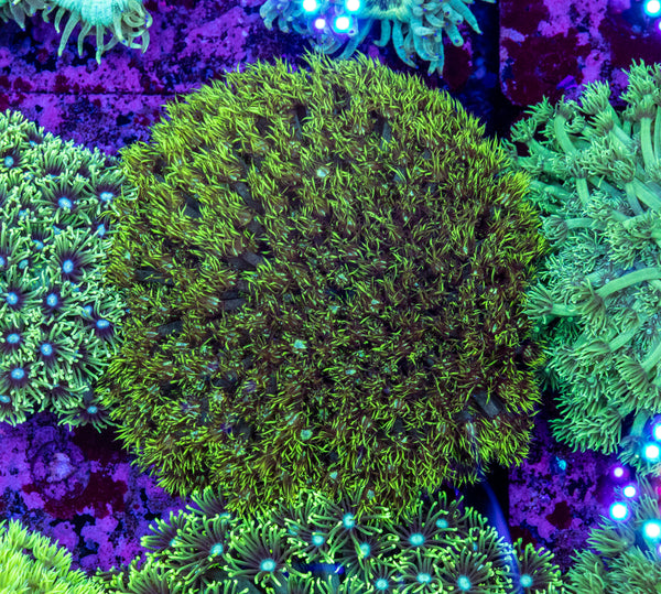Goniopora (Wild)