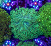 Goniopora (Wild)