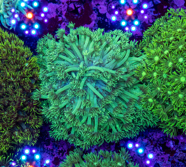 Goniopora (Wild)