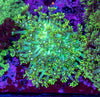 Goniopora (Wild)
