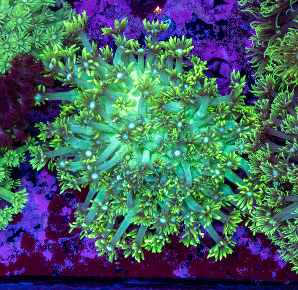 Goniopora (Wild)