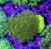 Goniopora (Wild)