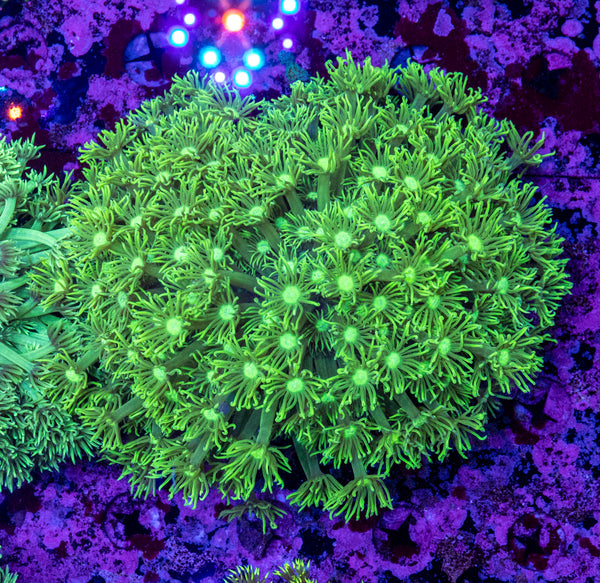 Goniopora (Wild)