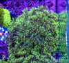 Goniopora (Wild)