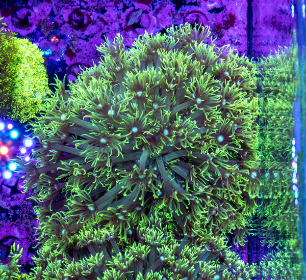 Goniopora (Wild)