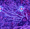 Gorgonian (non-photosynthetic)