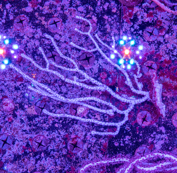 Gorgonian (non-photosynthetic)