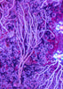 Gorgonian (non-photosynthetic)