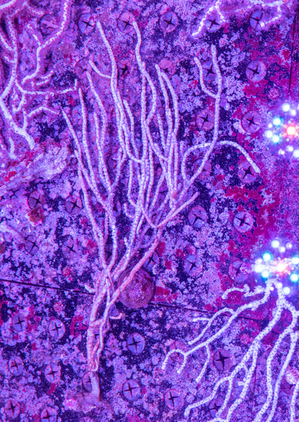 Gorgonian (non-photosynthetic)