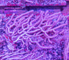 Gorgonian (non-photosynthetic)