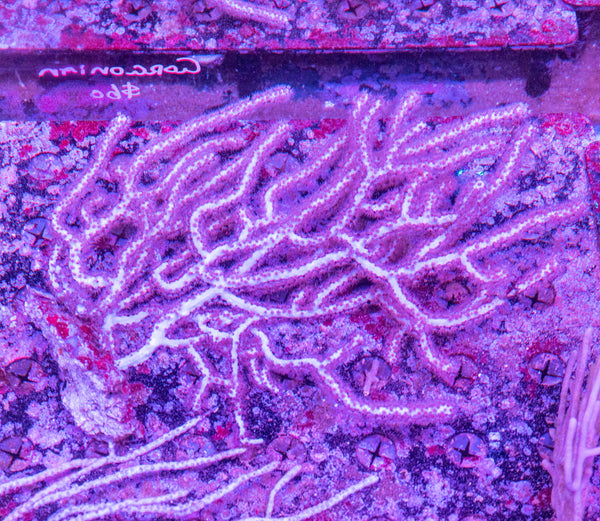 Gorgonian (non-photosynthetic)