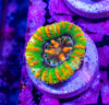 Button Scoly