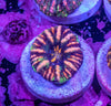 Button Scoly
