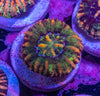Button Scoly