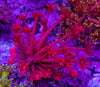 Red Glitter Goniopora