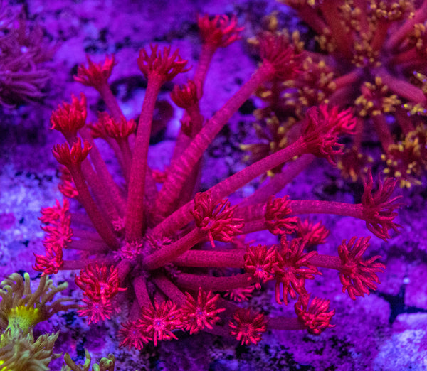 Red Glitter Goniopora