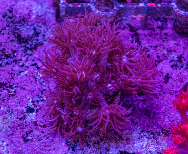 Stars And Mars Goniopora