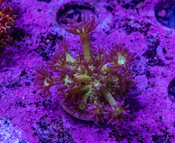 Glitter Goniopora