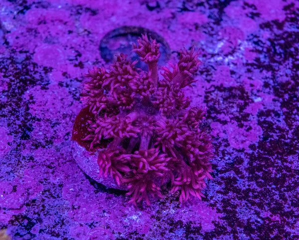 Goniopora