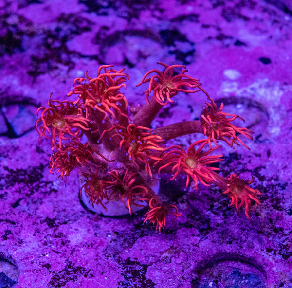 Red Goniopora