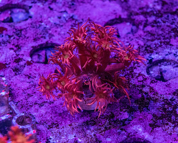 Red Goniopora