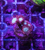 Goniopora