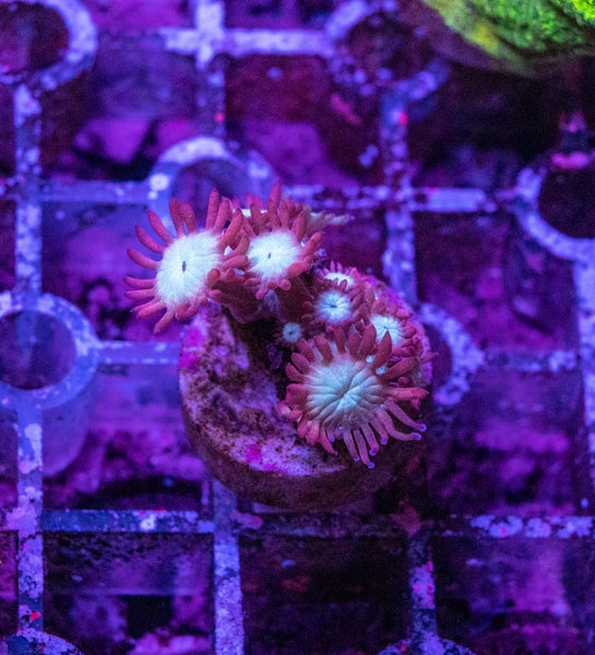 Goniopora