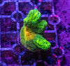 Space Invader Pectinia