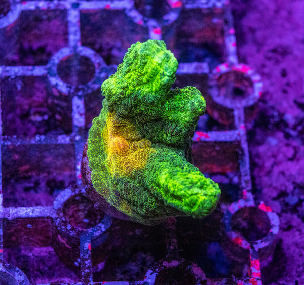 Space Invader Pectinia