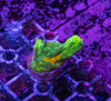 Space Invader Pectinia