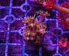 Flaming Good Goniopora