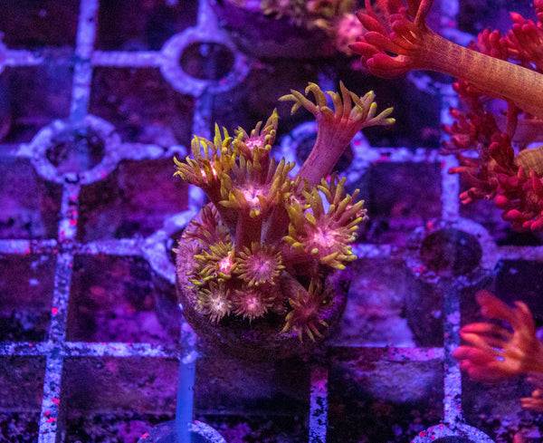 Flaming Good Goniopora