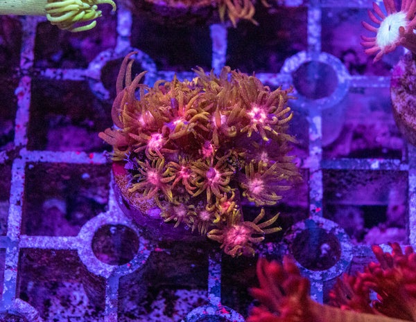 Flaming Good Goniopora