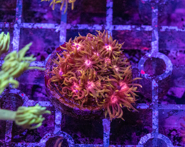 Flaming Good Goniopora