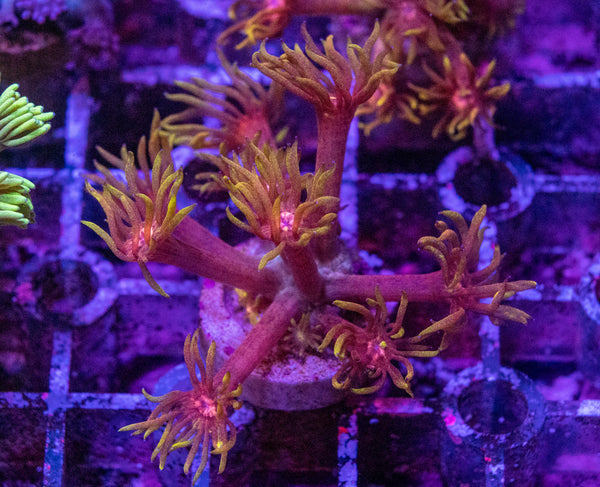 Flaming Good Goniopora