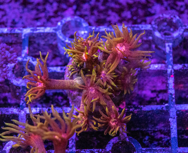 Flaming Good Goniopora