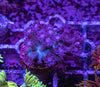 Glitter Goniopora