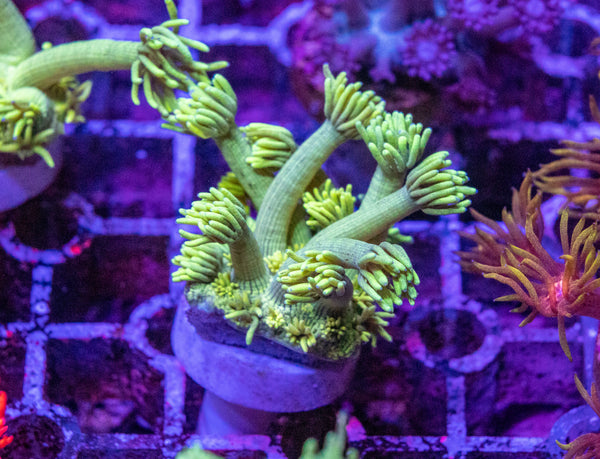 Yellow Goniopora