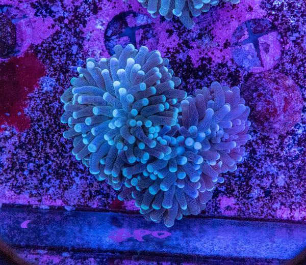 Torch