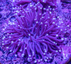 Heliofungia