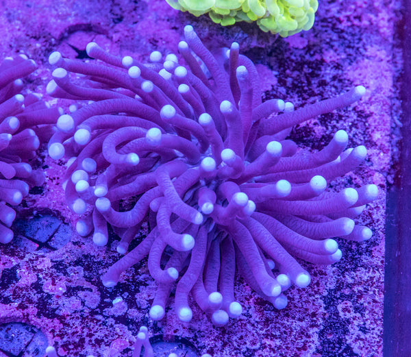 Heliofungia
