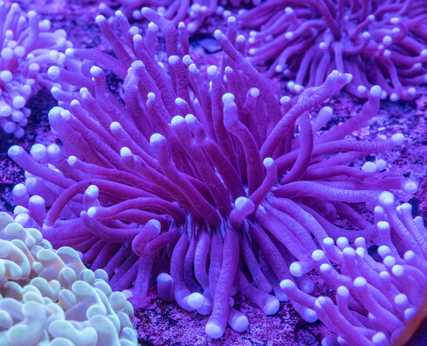 Heliofungia