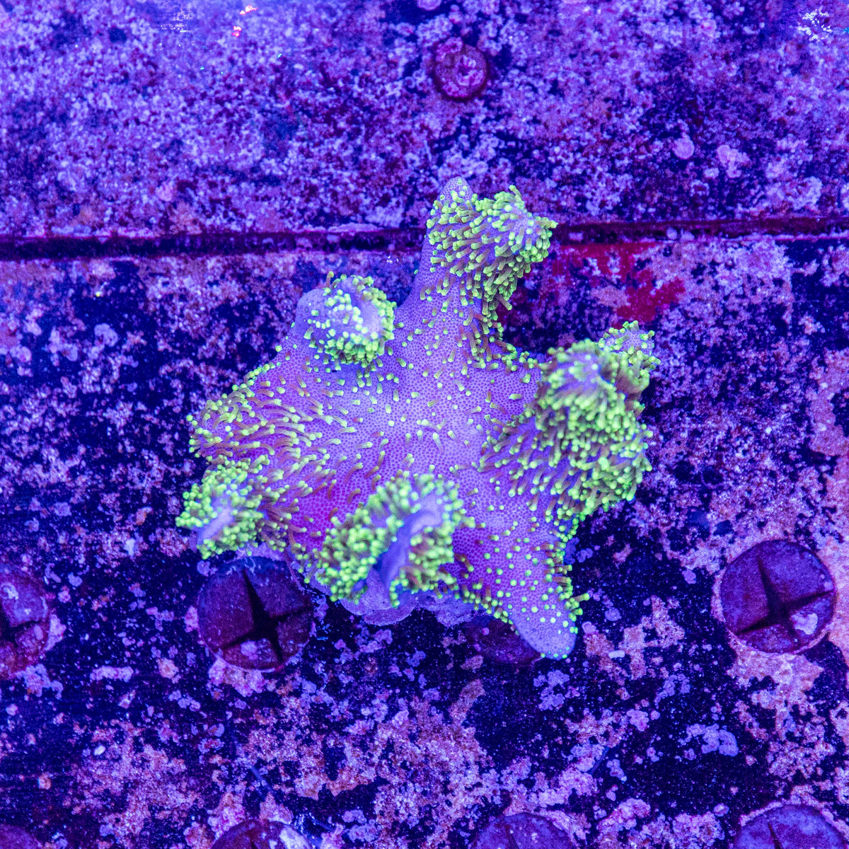 WYSIWYG Toadstool Soft Coral