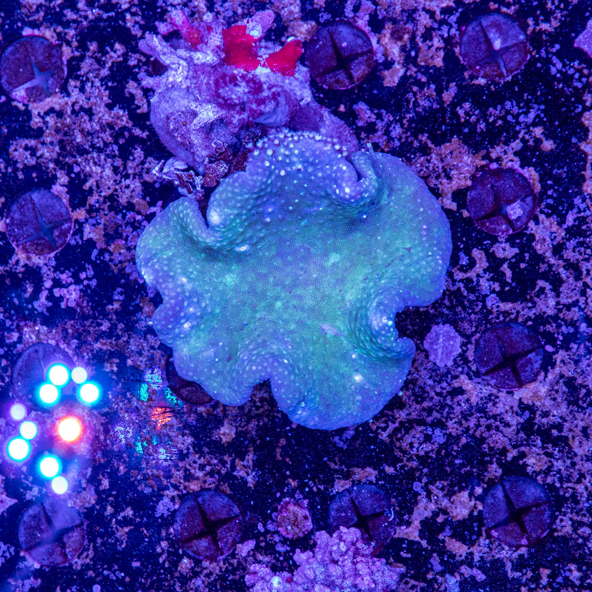 WYSIWYG Toadstool Soft Coral