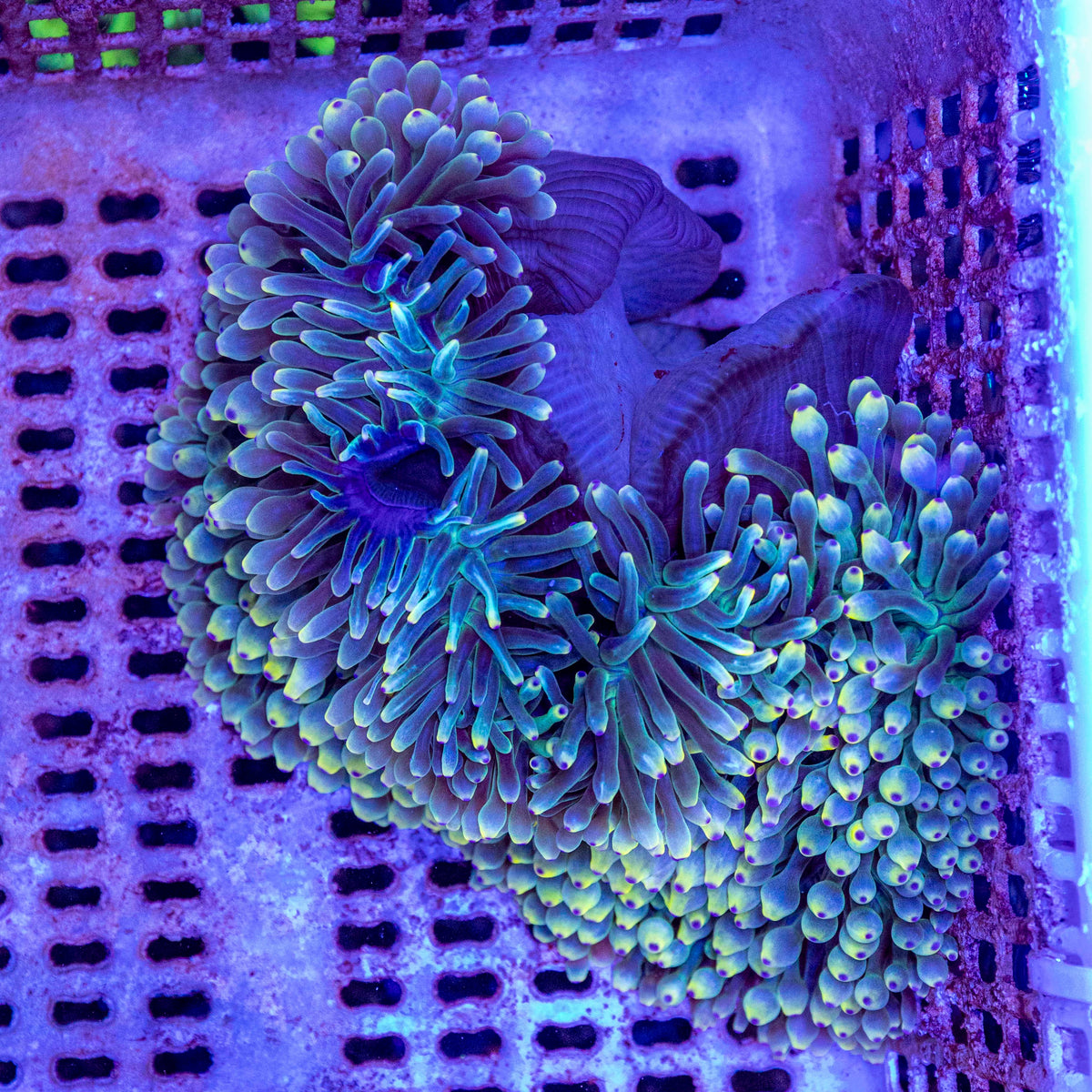 WYSIWYG Anemone